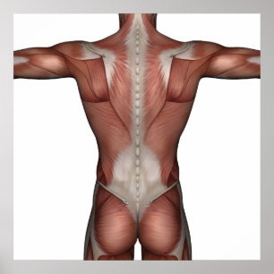 Affiches Muscle de l'affiche