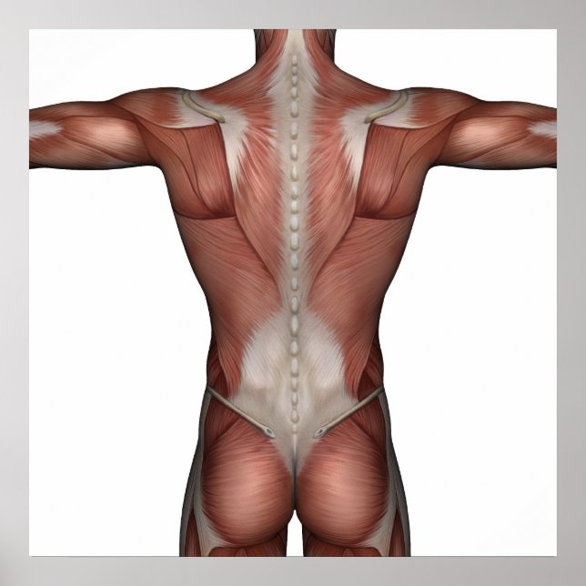 Affiches Muscle de l'affiche (Devant)