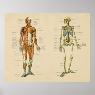 Affiches Muscle humain Skelton Anatomie graphique Vintage