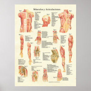 Affiches Muscles Anatomie Músculos Anatomie Graphique espag