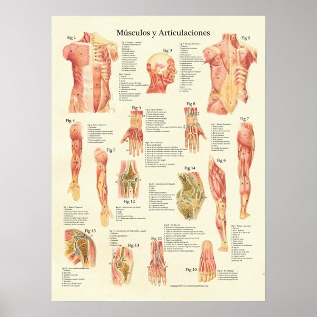 Affiches Muscles Anatomie Músculos Anatomie Graphique espag (Devant)