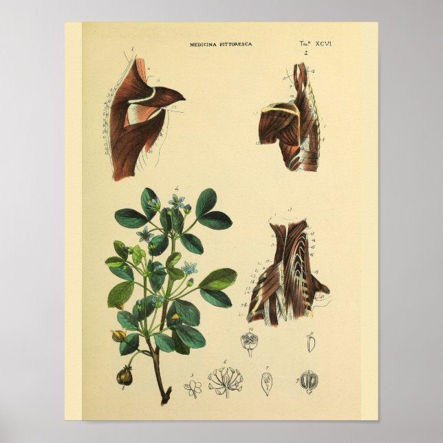 Affiches Muscles cou de l'épaule Anatomie Art Imprimer (Devant)