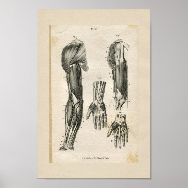 Affiches Muscles de bras Anatomie Vintage Imprimer (Devant)