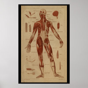 Affiches Muscles de dos Anatomie humaine Vintage Imprimer