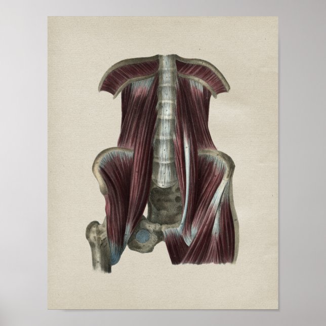 Affiches Muscles de hanche Anatomie humaine Imprimer Vintag (Devant)