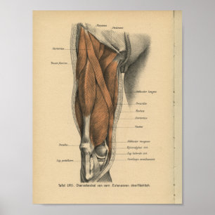 Affiches Muscles de jambe d'impression de l'anatomie humain
