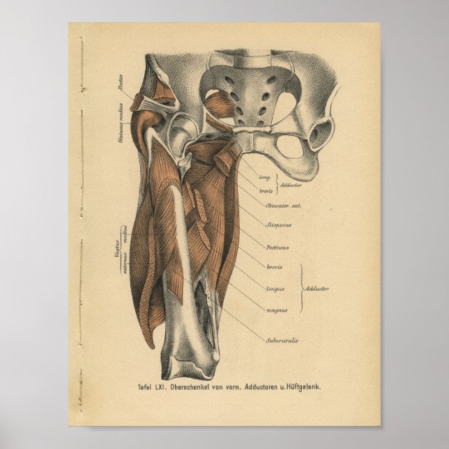 Affiches Muscles de jambe d'impression de l'anatomie humain (Devant)