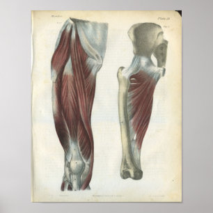 Affiches Muscles de jambe et de hanche Anatomie Imprimer