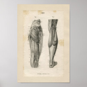 Affiches Muscles de jambe Vintage Anatomie Imprimer