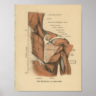 Affiches Muscles d'épaule d'impression d'anatomie