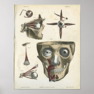 Affiches Muscles des yeux et anatomie du crâne Imprimer