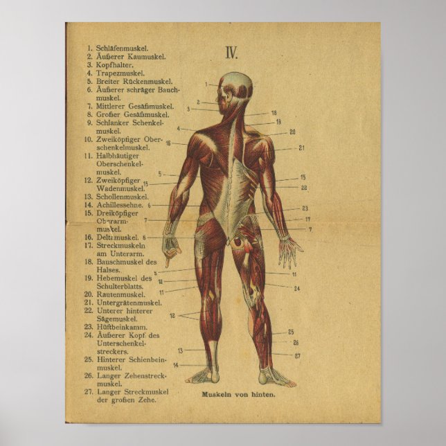 Affiches Muscles d'impression d'anatomie allemande vintage (Devant)
