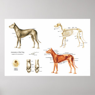 Affiches Muscles et os d'affiche d'anatomie de chien