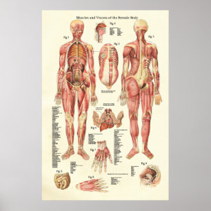 Affiches Muscles et viscères de l'affiche d'anatomie fémini