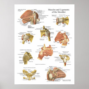 Affiches Muscles Ligaments of the Shoulder Anatomy Chart