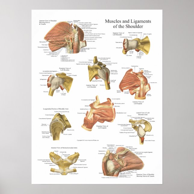 Affiches Muscles Ligaments of the Shoulder Anatomy Chart (Devant)