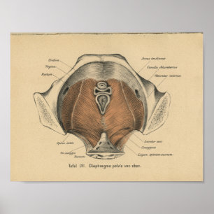 Affiches Muscles pelviens d'impression d'anatomie