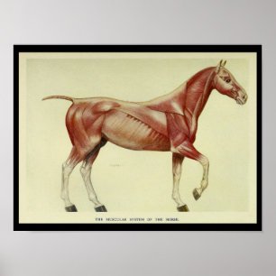 Affiches Muscles vintages de l'anatomie du cheval Imprimer