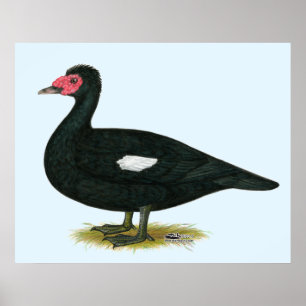 Affiches Muscovy Black Drake