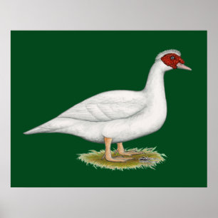 Affiches Muscovy blanc de canard