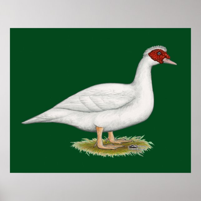 Affiches Muscovy blanc de canard (Devant)