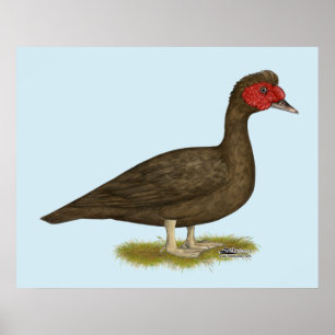 Affiches Muscovy Drake Chocolat