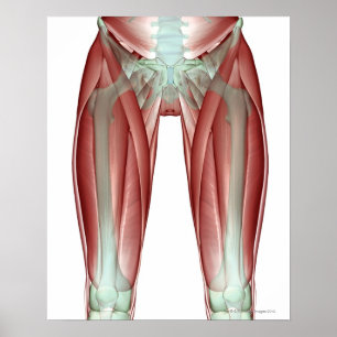 Affiches Musculoskeleton du membre inférieur