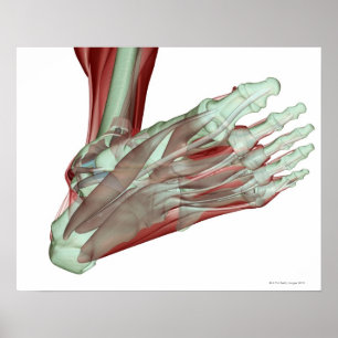 Affiches Musculoskeleton du pied 2