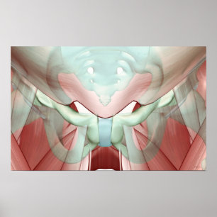 Affiches Musculoskeleton of the Pelvis 2