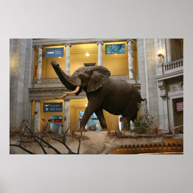 Affiches Musée d'histoire naturelle Elephant (Devant)