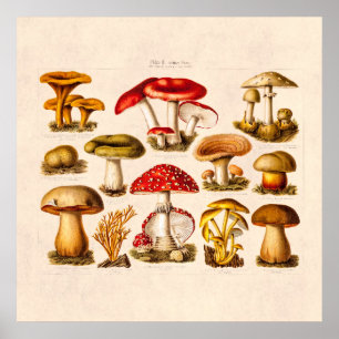 Affiches Mushrooms de la variety rouge