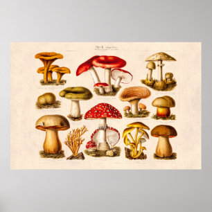 Affiches Mushrooms de la variety rouge