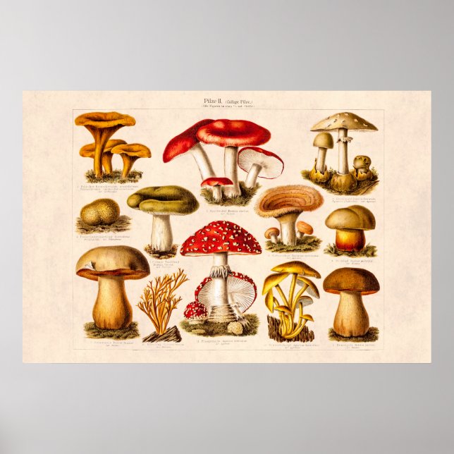 Affiches Mushrooms de la variety rouge (Devant)