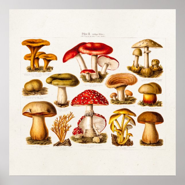 Affiches Mushrooms de la variety rouge (Devant)