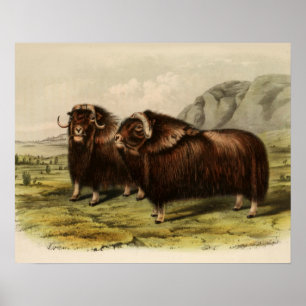 Affiches Muskoxen vintage