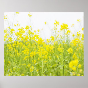 Affiches Mustard de campagne 2