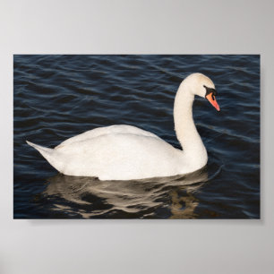 Affiches Mute Swan