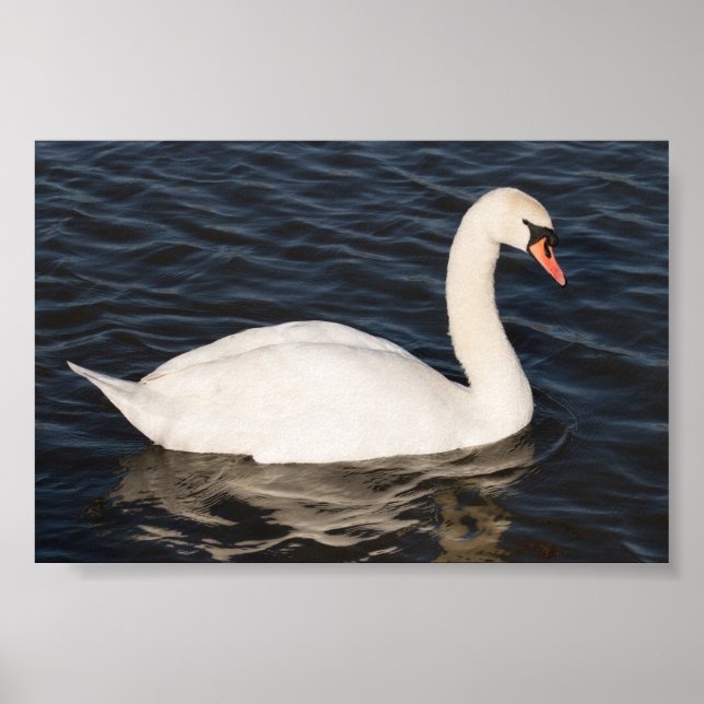 Affiches Mute Swan (Devant)