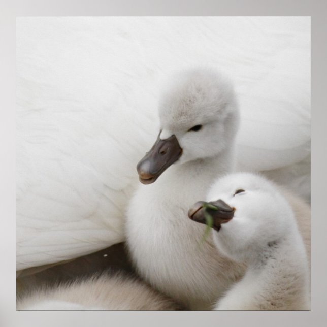 Affiches Mute Swan Cygnets (Devant)