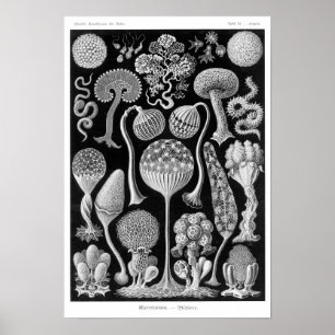Affiches Mycetozoa de Haeckel