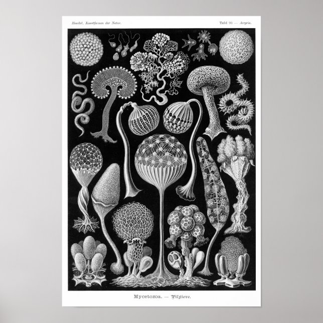 Affiches Mycetozoa de Haeckel (Devant)