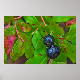 Affiches Myrtille mûre sous une pluie fine