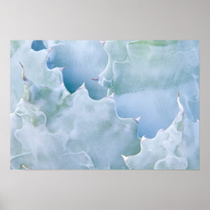 Affiches N.A., États-Unis, Arizona, Tucson, Sonora Desert