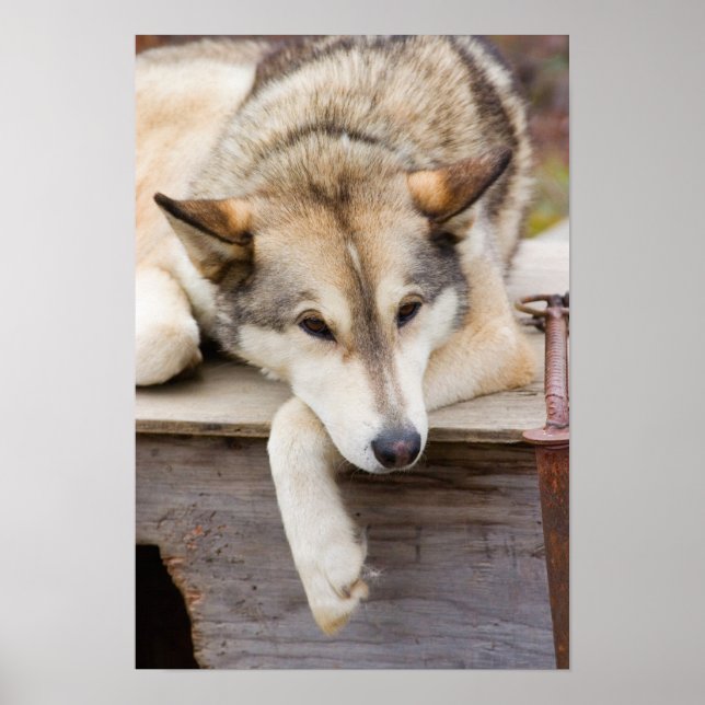 Affiches N.A., USA, Alaska. Chiens de traîneau Husky à (Devant)