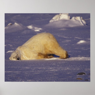 Affiches NA, Canada, Manitoba, Churchill, Ours polaire