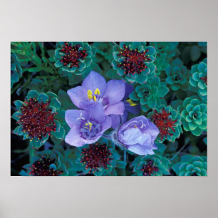 Affiches NA, États-Unis, Alaska, îles Aléoutiennes, Fleurs