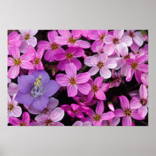 Affiches NA, États-Unis, Alaska, îles Aléoutiennes, Fleurs 