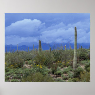 Affiches NA, États-Unis, Arizona, Saguaro National Monument