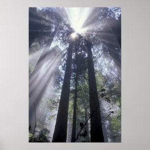 Affiches NA, États-Unis, Californie. Del Norte Coast State