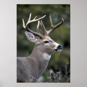 Affiches NA, États-Unis, État de Washington, Cerf à queue b